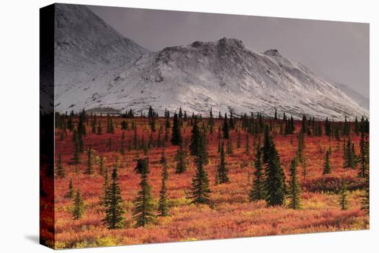 Autumn on the Taiga, Denali National Park, Alaska, USA-Michel Hersen-Premier Image Canvas