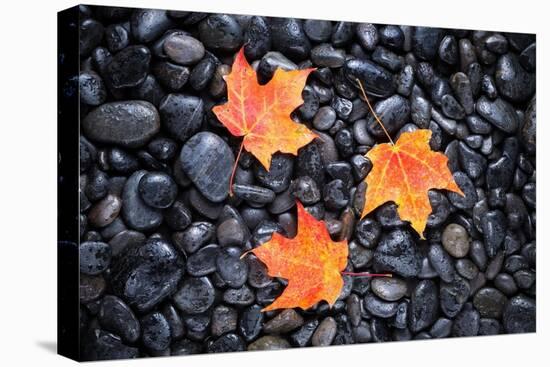 Autumn Orange Maple Leaves-Steve Gadomski-Premier Image Canvas