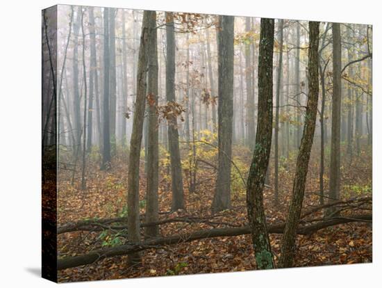 Autumn, Ozark-St. Francis National Forest, Arkansas, USA-Charles Gurche-Premier Image Canvas