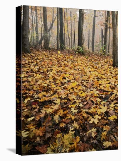 Autumn, Ozark-St. Francis National Forest, Arkansas, USA-Charles Gurche-Premier Image Canvas