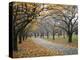 Autumn Path III-Nicole Katano-Stretched Canvas