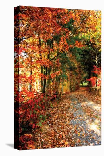 Autumn Pathway-Alan Hausenflock-Premier Image Canvas