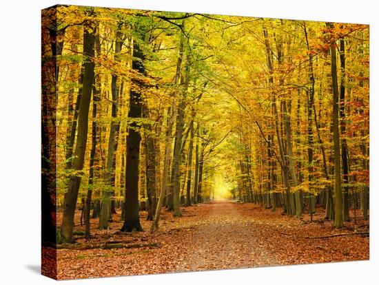 Autumn Pathway-sborisov-Premier Image Canvas