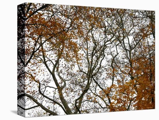 Autumn Patterns-Nicole Katano-Stretched Canvas