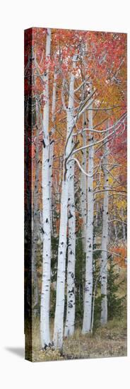 Autumn Quaking Aspen Trees, Boulder Mountain, Utah, Usa-null-Premier Image Canvas