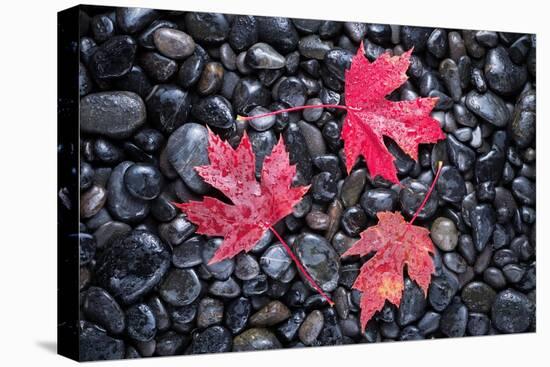 Autumn Red Maple Leaves-Steve Gadomski-Premier Image Canvas