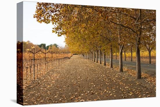 Autumn Rows-Lance Kuehne-Premier Image Canvas