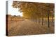 Autumn Rows-Lance Kuehne-Premier Image Canvas