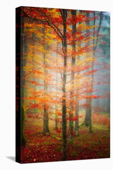 Autumn's End-Philippe Sainte-Laudy-Premier Image Canvas