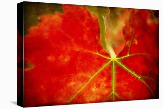 Autumn's Fire-Jessica Rogers-Premier Image Canvas