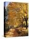 Autumn Scenery, Country Lane, Broad-Leaved Trees-Thonig-Premier Image Canvas