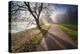 Autumn Scenery with Leaving Fog in the Back Light-Falk Hermann-Premier Image Canvas