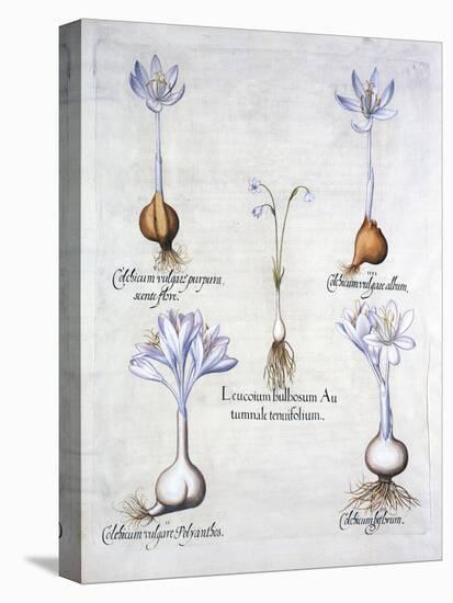 Autumn Snowflake and Meadow Saffrons, from 'Hortus Eystettensis', by Basil Besler (1561-1629), Pub.-German School-Premier Image Canvas