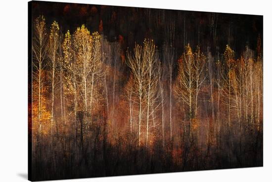 Autumn Soul-Ursula Abresch-Premier Image Canvas