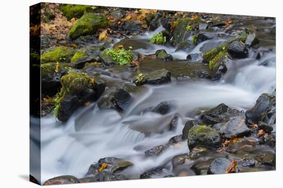 Autumn, Starvation Creek State Park, Columbia Gorge, Oregon, Usa-Michel Hersen-Premier Image Canvas