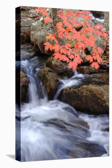 Autumn Stream II-Vincent James-Premier Image Canvas