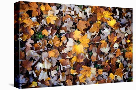 Autumn Stroll-Philippe Sainte-Laudy-Premier Image Canvas