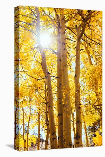 Autumn Sun and Trees, Bishop Creek Canyon California-Vincent James-Premier Image Canvas