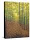 Autumn Trail-Bruce Dumas-Premier Image Canvas