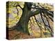 Autumn Tree, Bolton Abbey, Yorkshire, England, United Kingdom, Europe-Mark Sunderland-Premier Image Canvas