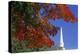 Autumn tree branch and church steeple, Vermont, USA-Panoramic Images-Premier Image Canvas