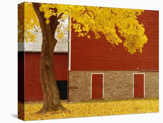 Autumn Tree by Red Barn-Bob Krist-Premier Image Canvas