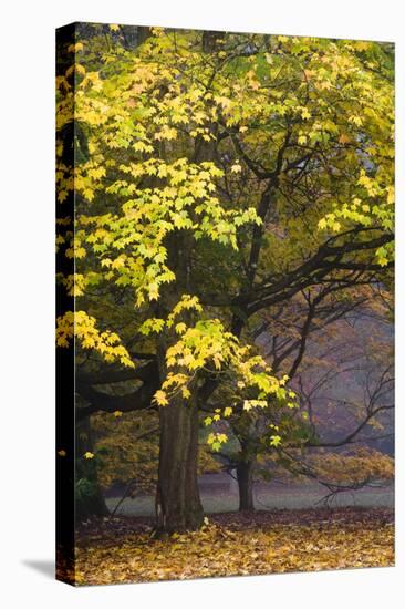 Autumn Trees at Westonbirt, Gloucestershire, England-David Clapp-Premier Image Canvas