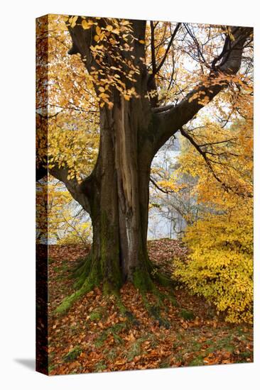 Autumn Trees by Ullswater Near Glenridding, Lake District National Park, Cumbria, England, UK-Mark Sunderland-Premier Image Canvas