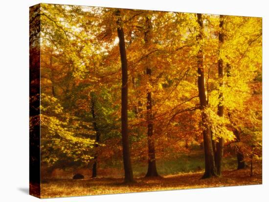 Autumn Trees Cumbria England-null-Premier Image Canvas