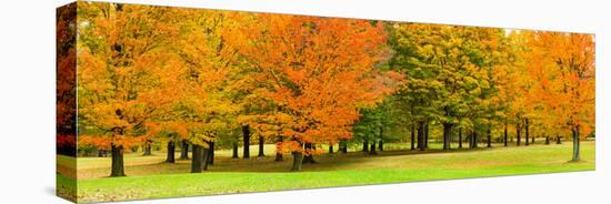 Autumn trees in a park, Chestnut Ridge County Park, Orchard Park, Erie County, New York State, USA-null-Premier Image Canvas