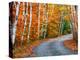 Autumn Trees Lining Country Road-Cindy Kassab-Premier Image Canvas