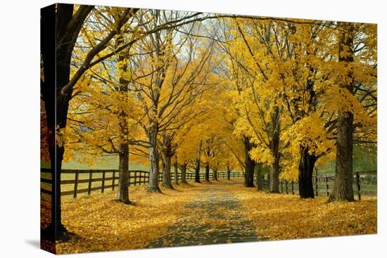 Autumn Trees near Waynesboro Virginia USA-null-Premier Image Canvas