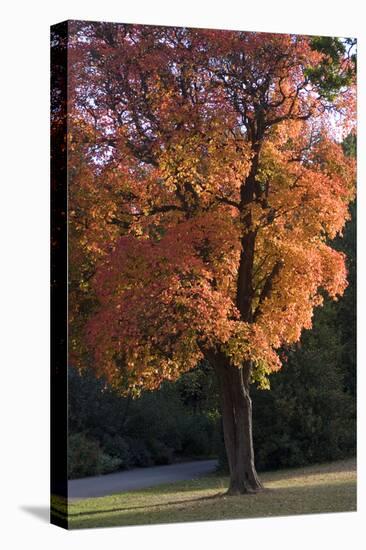 Autumn Trees-Natalie Tepper-Stretched Canvas