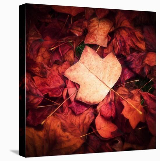 Autumn Trend-Philippe Sainte-Laudy-Premier Image Canvas