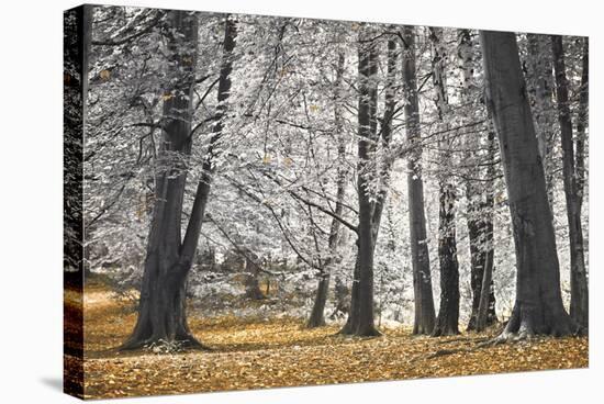 Autumn Tress and Leaves-Assaf Frank-Stretched Canvas