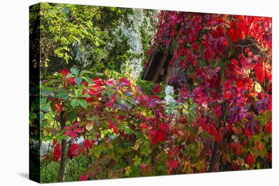 Autumn Vines, Korana Village, Plitvice Lakes National Park, Croatia-Russ Bishop-Premier Image Canvas