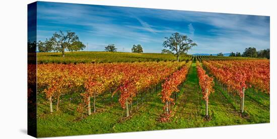 Autumn Vineyard at Napa Valley, California, USA-null-Stretched Canvas