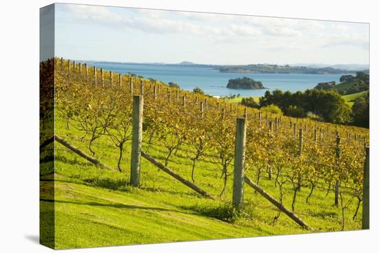 Autumn Vineyard on Waiheke Island, Auckland, North Island, New Zealand, Pacific-Matthew Williams-Ellis-Premier Image Canvas