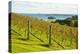 Autumn Vineyard on Waiheke Island, Auckland, North Island, New Zealand, Pacific-Matthew Williams-Ellis-Premier Image Canvas