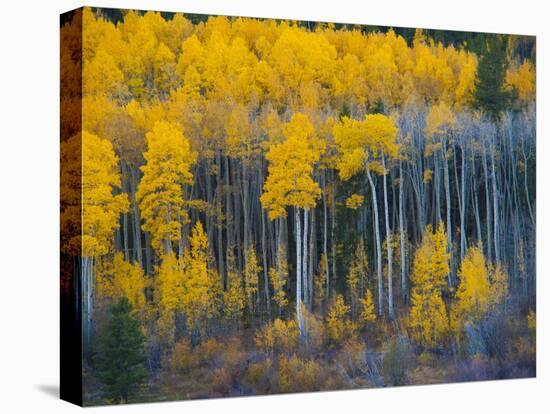 Autumn Vista with Yellow Aspens Along Cottonwood Pass, Rocky Mountains, Colorado,USA-Anna Miller-Premier Image Canvas