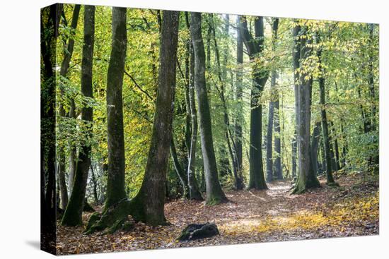 Autumn Walk-Philippe Manguin-Premier Image Canvas