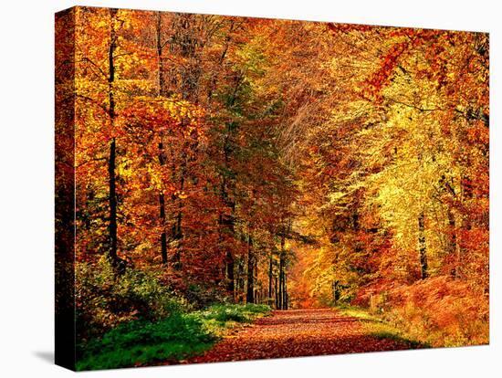Autumn Way-Philippe Sainte-Laudy-Premier Image Canvas