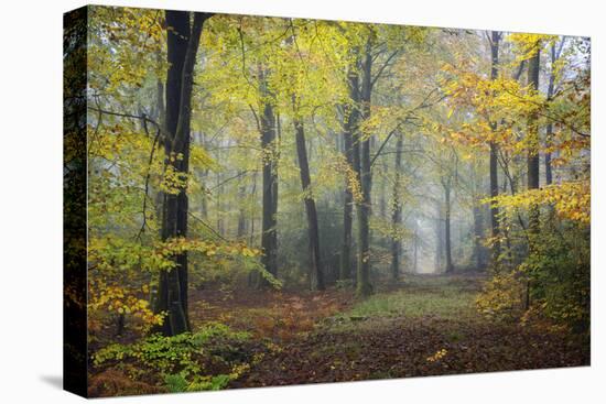 Autumn Way-Philippe Manguin-Premier Image Canvas