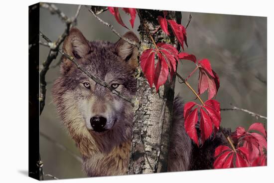 Autumn Wolf-Gordon Semmens-Premier Image Canvas
