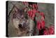 Autumn Wolf-Gordon Semmens-Premier Image Canvas