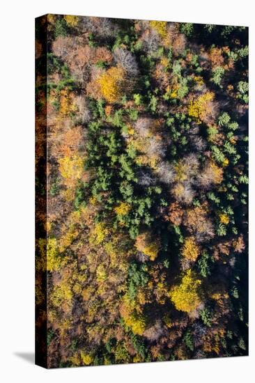 Autumn Wood, Aerial Shots, Bavaria, Germany-Frank Fleischmann-Premier Image Canvas