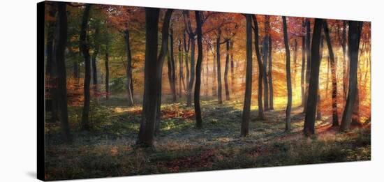 Autumn Woodland Sunrise-null-Stretched Canvas