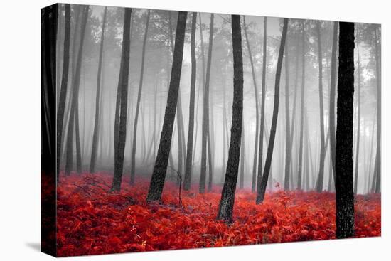 Autumn Woods-PhotoINC-Premier Image Canvas