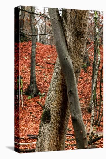 Autumnal foliage in the forest-By-Premier Image Canvas