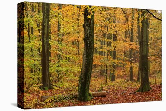 Autumnal forest, Kastel-Staadt, Rhineland-Palatinate (Rheinland-Pfalz), Germany, Europe-Hans-Peter Merten-Premier Image Canvas